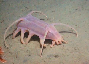 Sea-Pig1-660x476.jpg