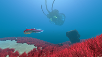 A Biter in the Grassy Plateaus