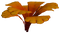 Orange Petals Plant Flora.png