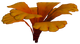 Orange Petals Plant Flora.png
