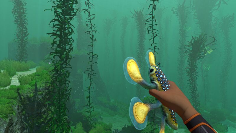 File:HoldingHoverfish.jpg