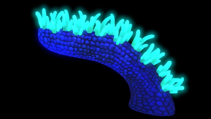 File:Mohawk Bioluminescence.png