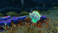 A Sea Crown on the seafloor