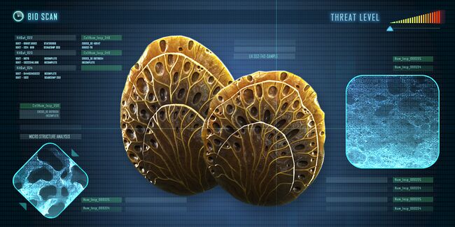 Shell Plates.jpg
