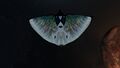 Bioluminescence
