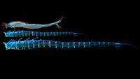 Size comparison between an adult and a Ghost Leviathan Juvenile, as well as a Reaper Leviathan