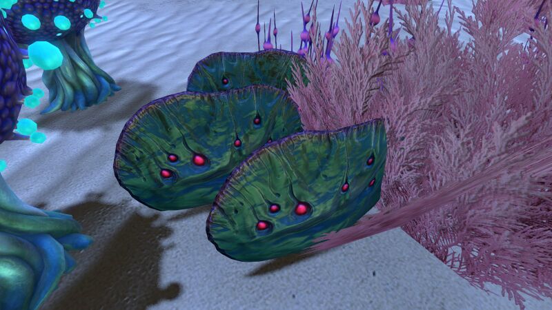 File:Table Coral (6).jpg