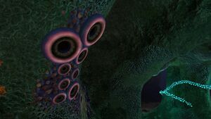 Tree Leech (5).jpg