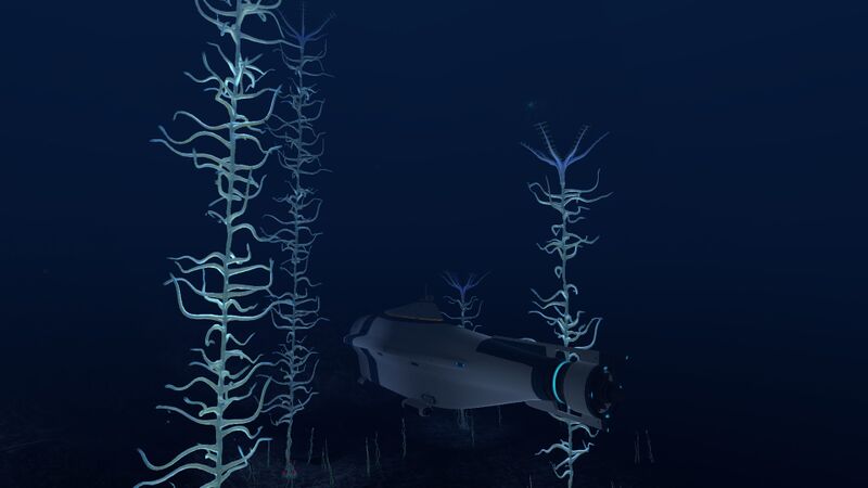 File:Blood Kelp (2).jpg