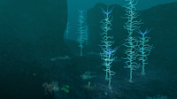 The 2nd Blood Kelp Zone