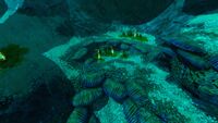 Shelf Corals surrounding Ribbon Plants